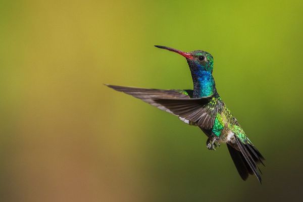 Archer, Ken 아티스트의 Male broad-billed hummingbird작품입니다.
